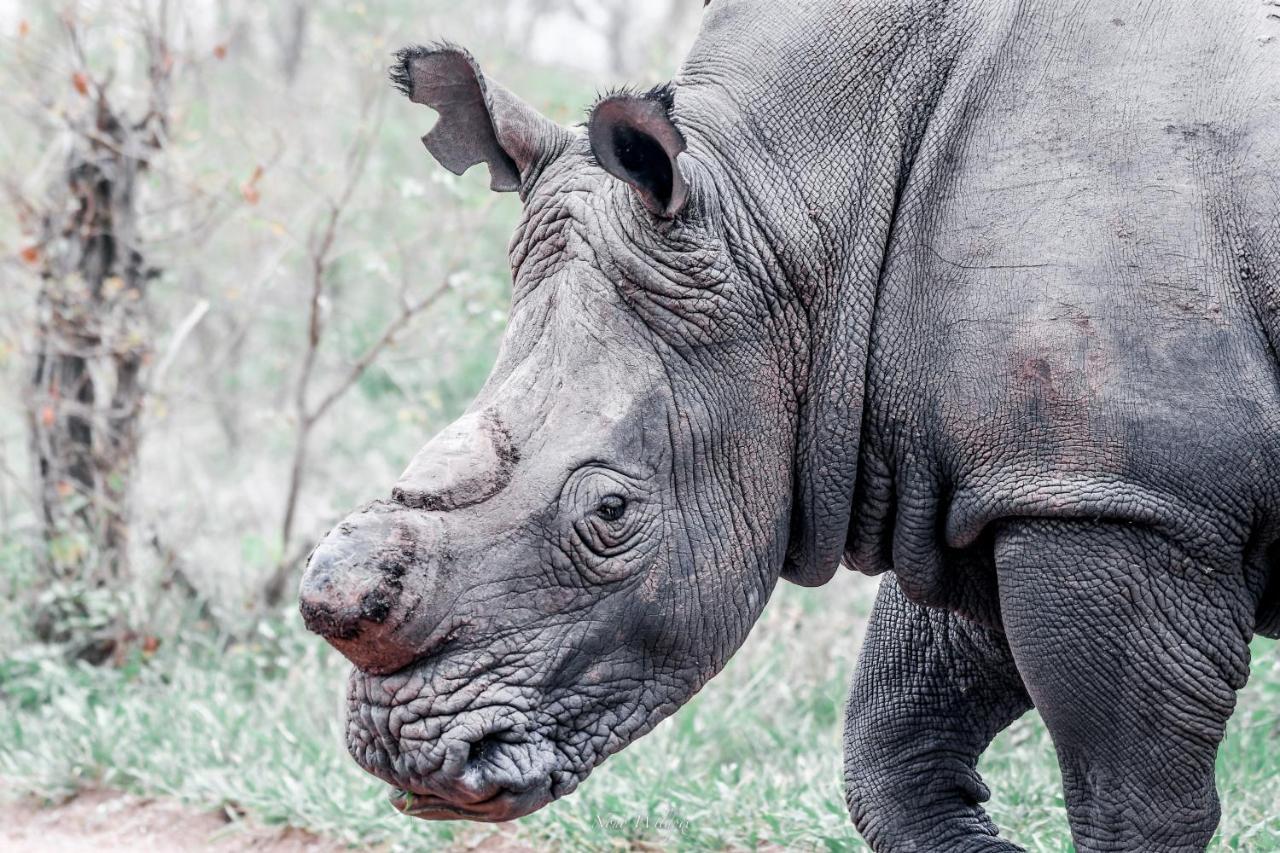 Milima Big 5 Safari Lodge Hoedspruit Bagian luar foto