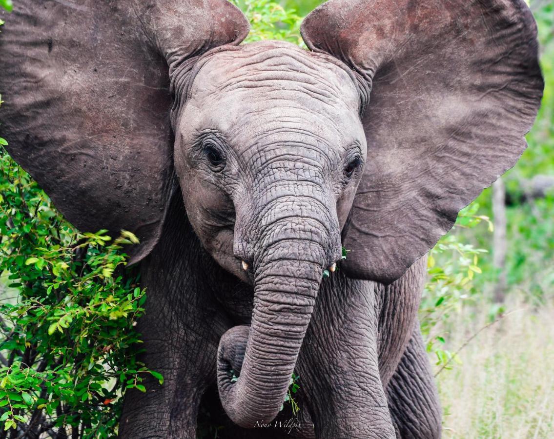 Milima Big 5 Safari Lodge Hoedspruit Bagian luar foto