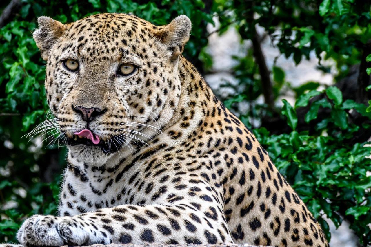 Milima Big 5 Safari Lodge Hoedspruit Bagian luar foto