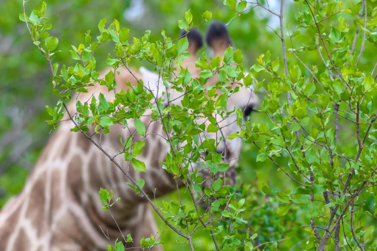 Milima Big 5 Safari Lodge Hoedspruit Bagian luar foto