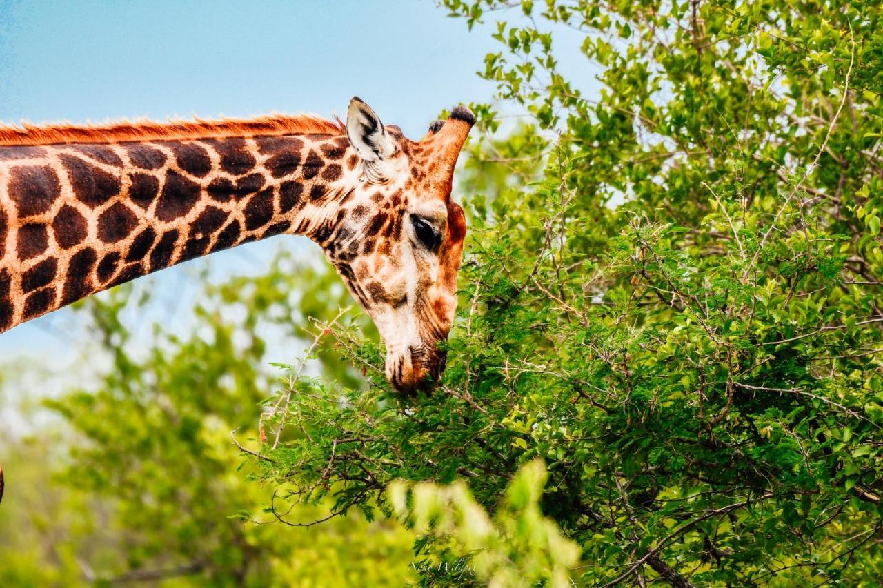 Milima Big 5 Safari Lodge Hoedspruit Bagian luar foto