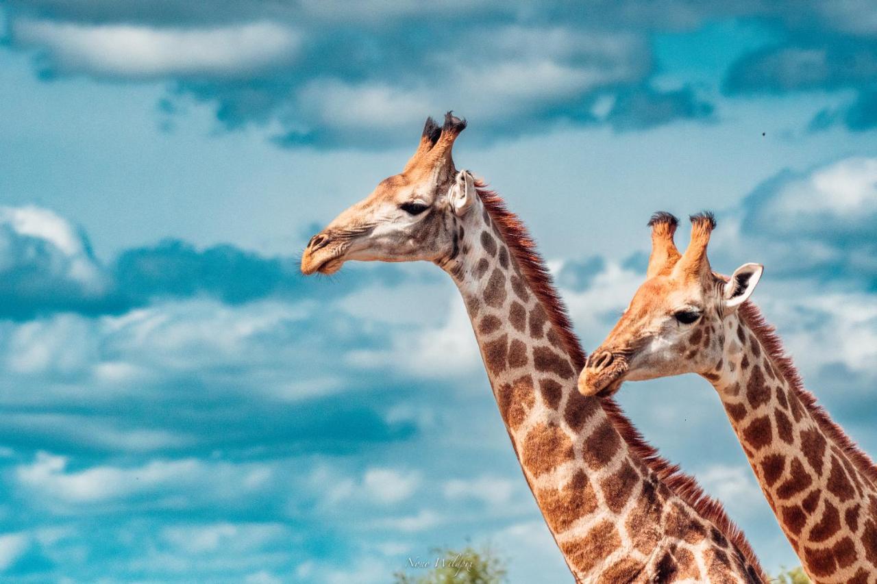 Milima Big 5 Safari Lodge Hoedspruit Bagian luar foto