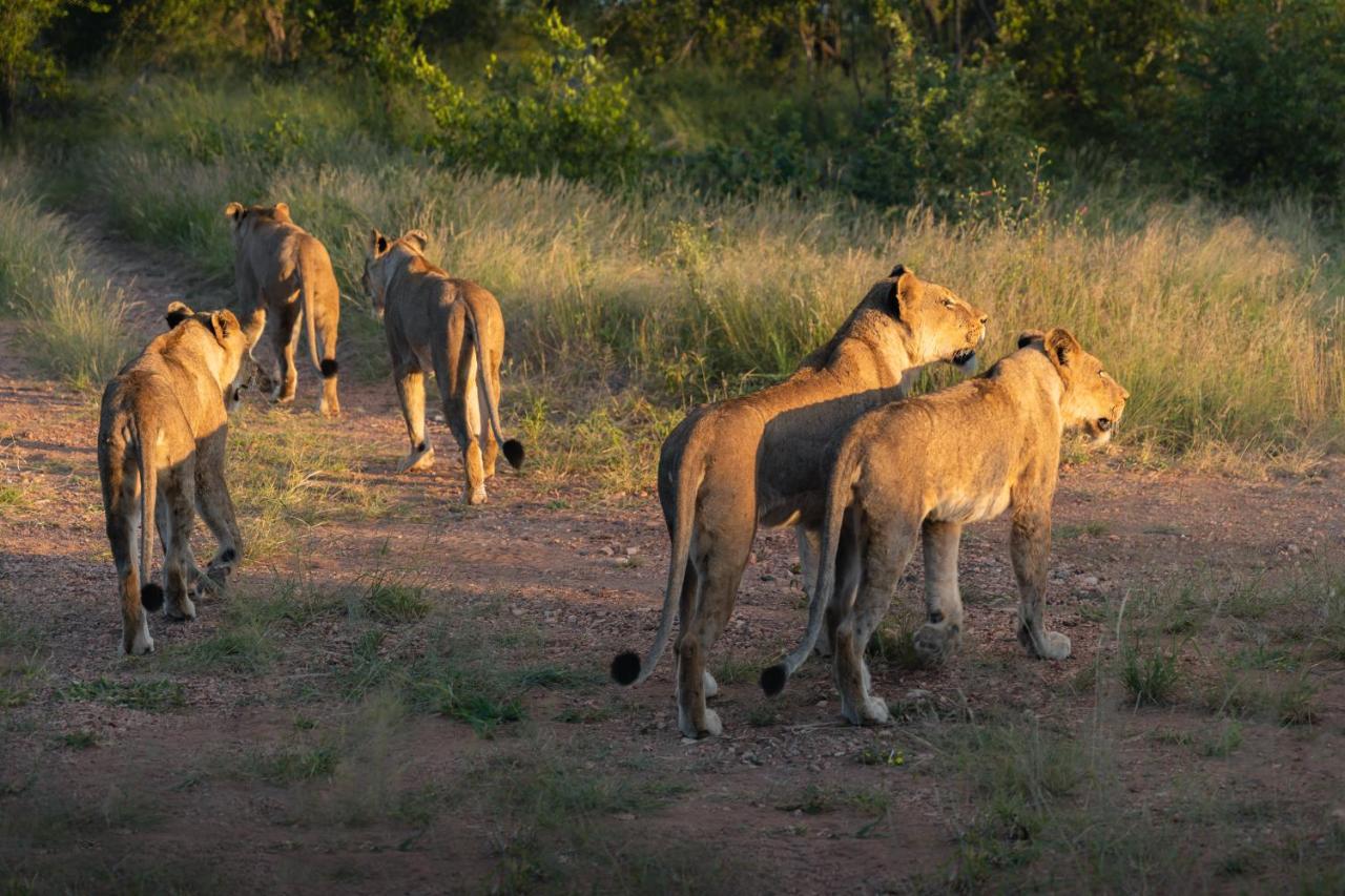 Milima Big 5 Safari Lodge Hoedspruit Bagian luar foto