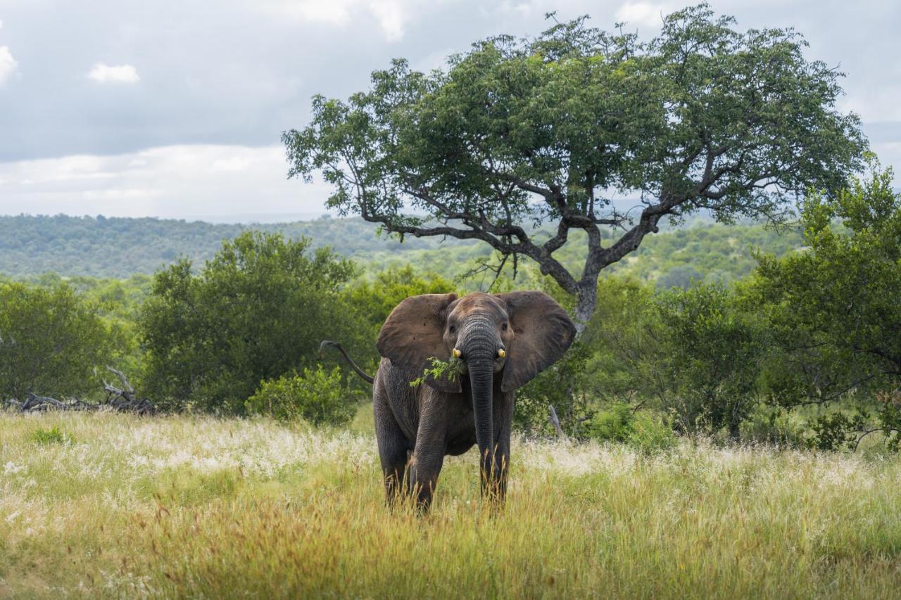 Milima Big 5 Safari Lodge Hoedspruit Bagian luar foto